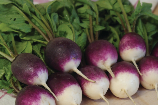 Purple Plum Radish Seeds - 200 Seeds - Purple Skin White Flesh - Raphanus sativus