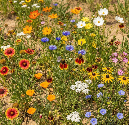 Wildflower Mix DROUGHT RESISTANT Dry Soil Garden Pollinator Flowers 1000+ Seeds!