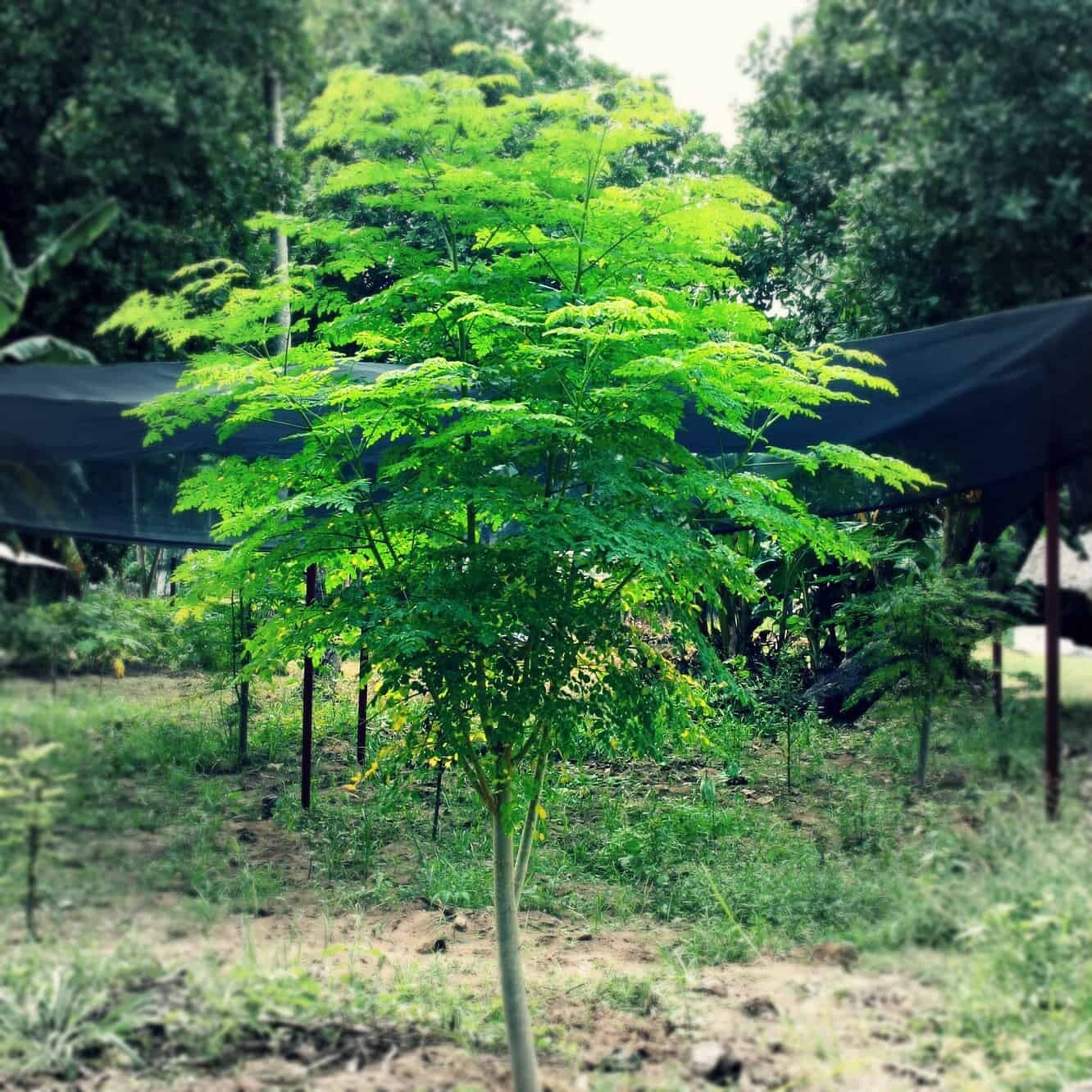 50+ Moringa Seeds for Planting | Non-Gmo | Fast Growing Tree Seeds USA