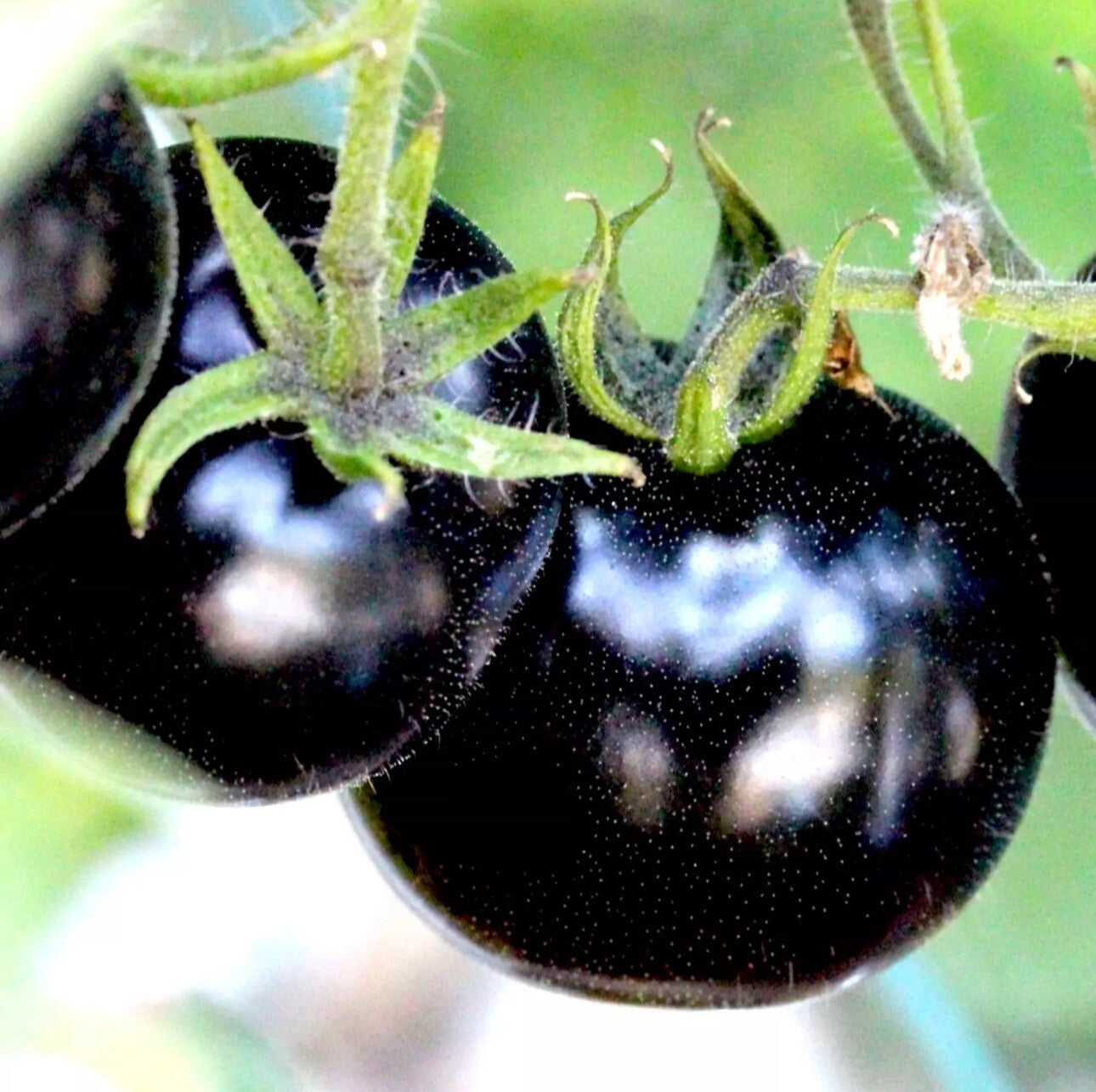 100 EUROPEAN BLACK CHERRY TOMATOES SEEDS SWEET TASTY HEIRLOOM NON-GMO RARE JUICY