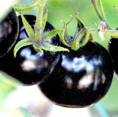 100 EUROPEAN BLACK CHERRY TOMATOES SEEDS SWEET TASTY HEIRLOOM NON-GMO RARE JUICY