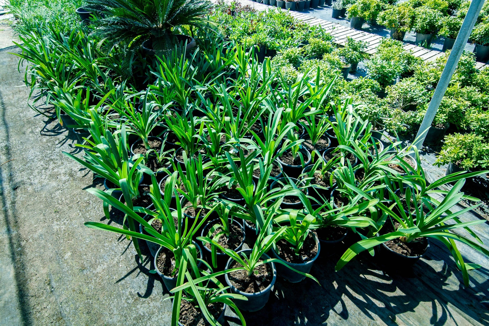 20 PREGNANT ONION SEEDS Aka False Sea Onion Lily Ornithogalum Caudatum Flower Go