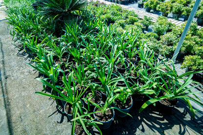 20 PREGNANT ONION SEEDS Aka False Sea Onion Lily Ornithogalum Caudatum Flower Go