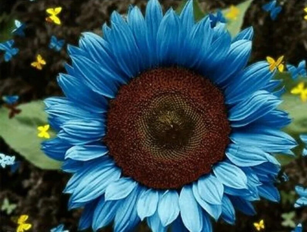 50 Seeds Midnight Oil Blue Sunflower Seeds Plants Garden Planting Colorful