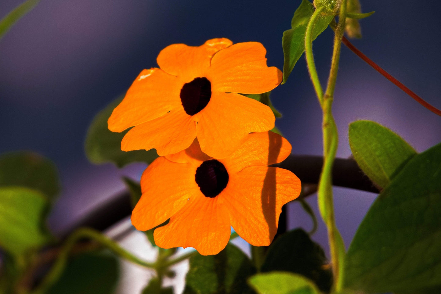 30 BLACK EYED SUSAN VINE Thunbergia Alata Flower Seeds *Flat S/H