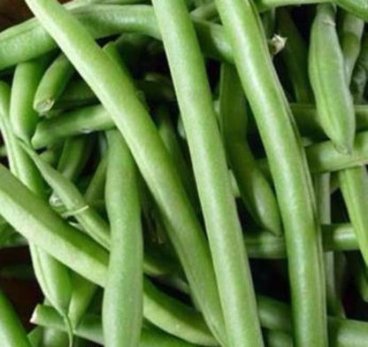 State Half Runner Bean Seed, 1 Oz. Pack (75-100 Seeds), Heirloom, NON GMO, USA