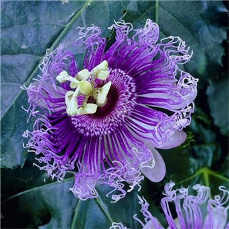 50Pcs Mix Color Passion Flower Seeds Rare Potted Plants for Planting Outdoors