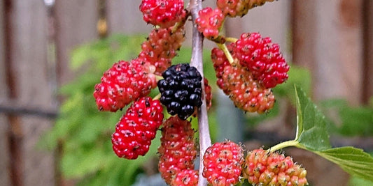 Red Mulberry Tree – Morus rubra – Bare Root Live Tree (Not Dwarf) – Native Fruit Tree for Wildlife, Shade & Sweet Berries