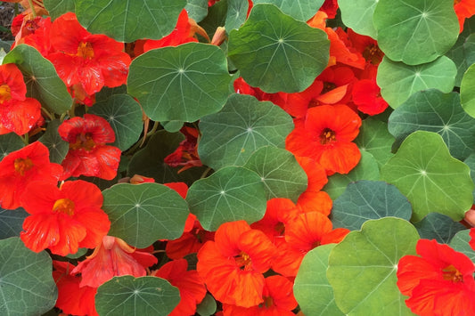 Empress Of India Nasturtium Seeds | Crimson Blooms | Edible Flowers | Non-GMO |  | Compact & Fragrant
