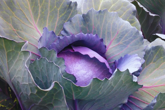 Red Acre Cabbage Seeds - Non-GMO, Heirloom Variety, 100 Seeds, Brassica oleracea var. capitata
