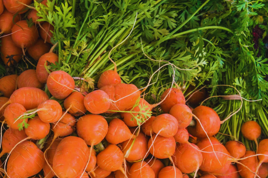 Parisian Carrot Seeds | Daucus Carota | Heirloom Vegetable Seeds | Organic, Non-GMO, Easy to Grow