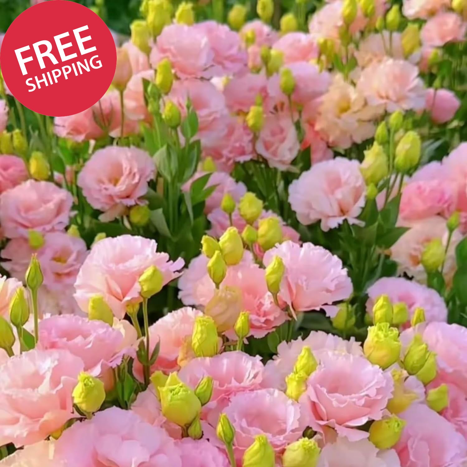Mixed Lisianthus Seeds for Planting, 298Pcs Perennial Lisianthus Flower Seeds, N