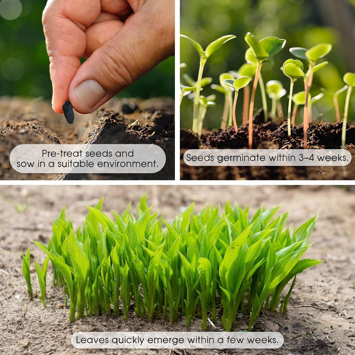 200Pcs, Mixed Hosta Seeds for Planting Hosta Plant Seeds Moderate Drought