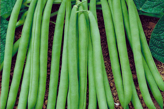 Contender Bush Bean Seeds | Stringless, Early Contender Variety | Phaseolus vulgaris