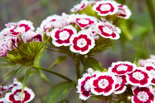Sweet William Seeds | Dwarf Mix Color Flower Seeds | Dianthus barbatus | Free Shipping