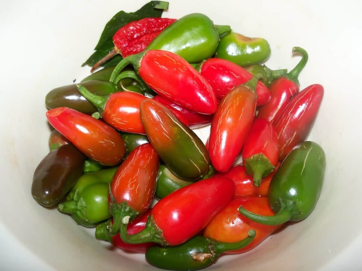 Early Jalapeno Pepper Seeds | Non-Gmo | Fresh Garden Seeds