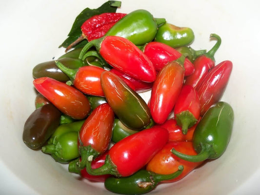Early Jalapeno Pepper Seeds | Non-Gmo | Fresh Garden Seeds