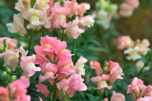 Twinny Appleblossom Snapdragon Seeds - 1000+ Seeds for Garden - Antirrhinum majus - USA Grown, Free Shipping