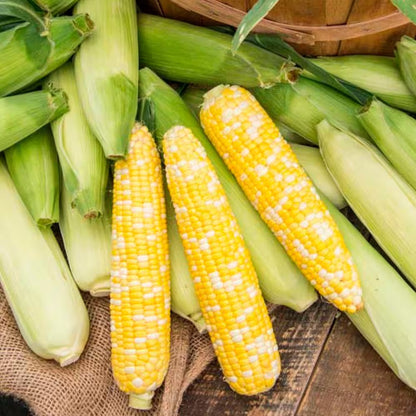 Sweet Corn Gotta Have It Hybrid (200 Seed Packet)
