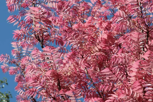 Red Toon Seeds - Chinese Toon, Chinese Mahogany, Chinese Cedar, Beef Onion Plant - Heirloom Variety for Gardening