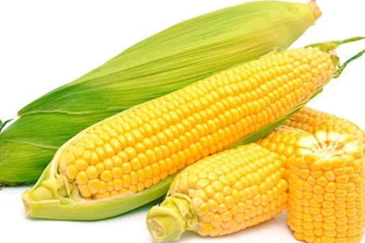 Truckers Favorite Corn Seeds - 1200+ Non-GMO Seeds - Zea mays