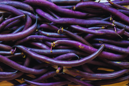 Royal Burgundy Green Bush Bean Seeds - Purple Pod Snap Bean | Phaseolus vulgaris | Vegetable Seeds for Garden Planting