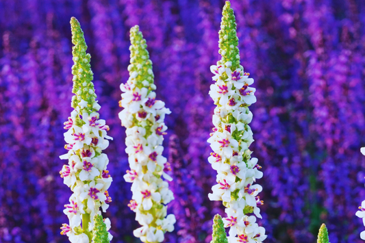 Verbascum Seeds - Purple Mullein Hybrids Mix | Flower Seeds | Verbascum phoeniceum | 50+ Seeds