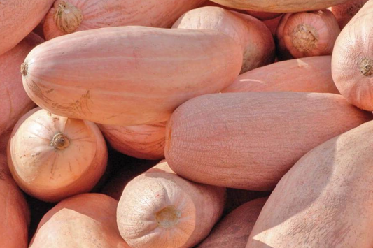 Pink Banana Squash Seeds | Jumbo Mexican Banana Winter Squash | Vegetable Seeds | Cucurbita maxima