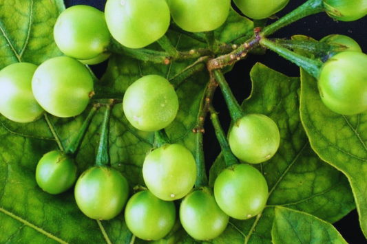 Pea Eggplant Seeds, Brush Eggplant, Turkey Berry, Thai Variety, Solanum torvum