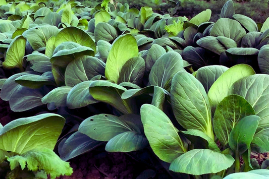 Pak Choi Seeds, Shanghai Variety, Green Stem, Non-GMO, Brassica rapa subsp. chinensis
