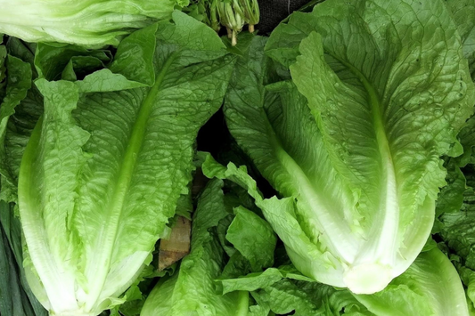 Romaine Lettuce Seeds | Parris Island & Manchester Varieties | NON-GMO | Lactuca sativa