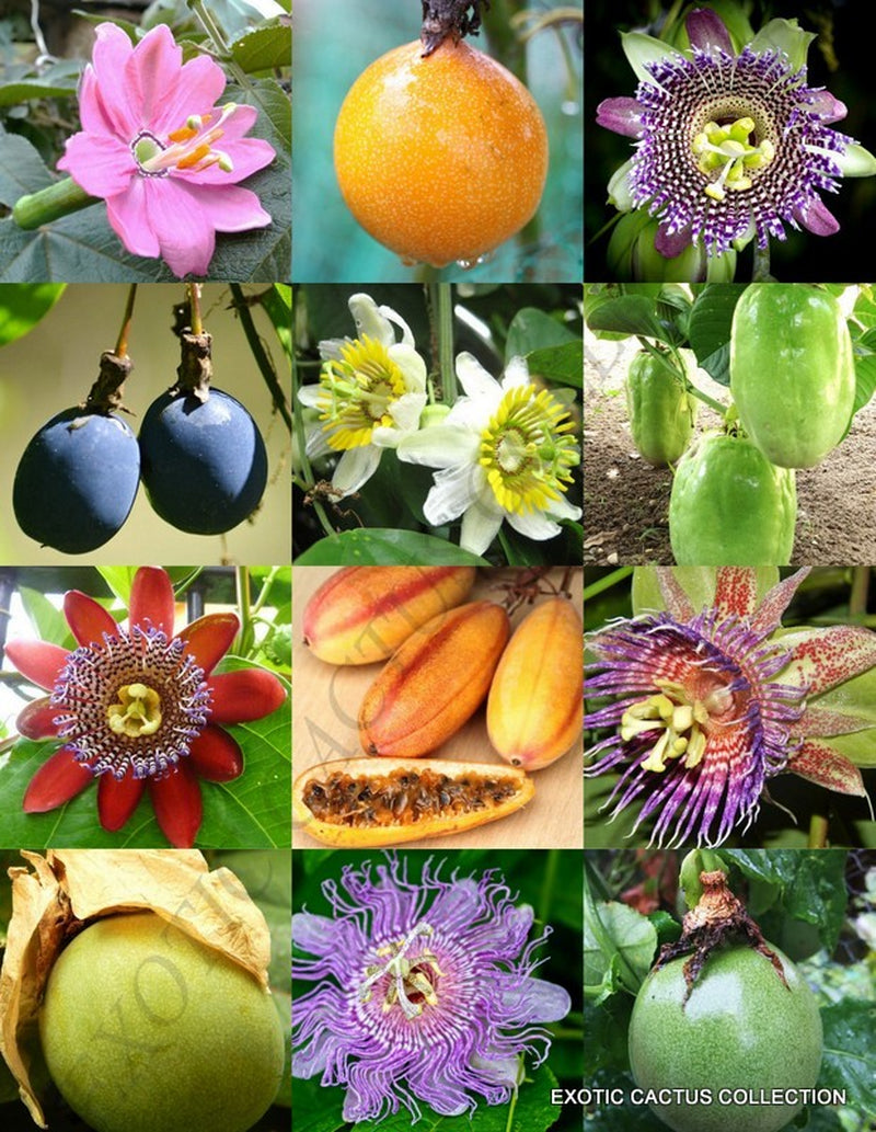 PASSION FRUIT Mix, Rare Passionflower Edible Tropical Vine Mixed Seed -15 Seeds