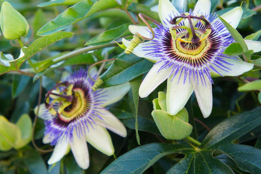 Purple Passion Fruit Seeds | NON-GMO | Passiflora Edulis | Vine Passion Flower Seeds