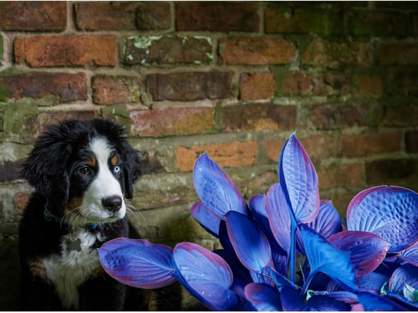 200Pcs, Mixed Hosta Seeds for Planting Hosta Plant Seeds Moderate Drought