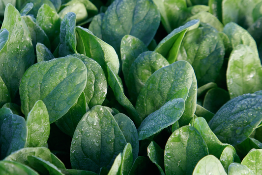 Lakeside Spinach Seeds | Non-GMO | Heirloom Variety | Spinacia oleracea