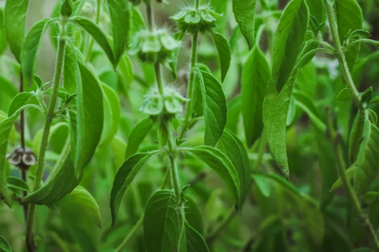 Lemon Basil Seeds | Thai, Persian, Lao, White Varieties | Ocimum basilicum | Vegetable Seeds