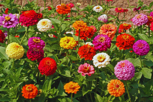 Zinnia Flower Seeds - 100+ Mixed Color Seeds for Butterflies - Annual USA (Zinnia elegans)