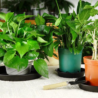 Plant Saucer 6 Inch of 3 Pack Black Heavy Duty Sturdy Plastic Plant Drainage Trays Planter Pot Drip Trays for Indoor Outdoor
