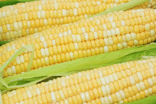 Peaches and Cream Corn Seeds - Bicolor Hybrid NON-GMO | Zea mays