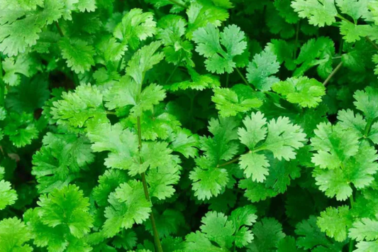Cilantro Seeds | Slow Bolt Variety | Non-GMO | Coriander | Heirloom Vegetable Seeds