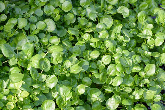 Watercress Seeds | Cress Seeds | Chinese Watercress, Yellowcress Herb | Nasturtium officinale