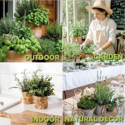 10 Herb Window Garden Kit Indoor - Seeds for & 10 Herb Kit