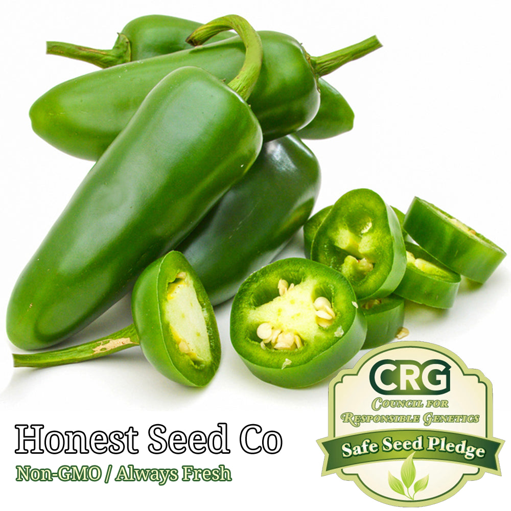 Jalapeño M Pepper Seeds 100+ Non-Gmo Heirloom Hot Spicy Salsa Pickling