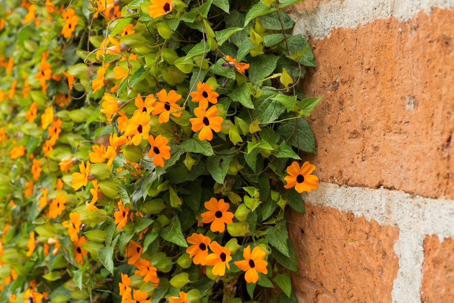 30 BLACK EYED SUSAN VINE Thunbergia Alata Flower Seeds *Flat S/H