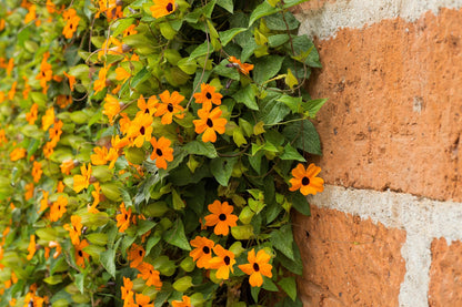 30 BLACK EYED SUSAN VINE Thunbergia Alata Flower Seeds *Flat S/H