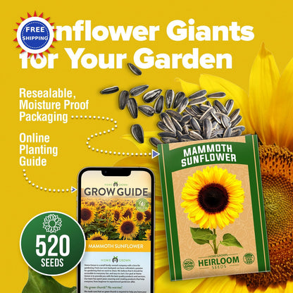 Mammoth Sunflower Seeds 520+ Giant for Planting Bulk Packet Heirloom HOME GROWN