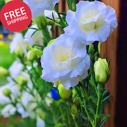 Mixed Lisianthus Seeds for Planting, 298Pcs Perennial Lisianthus Flower Seeds, N