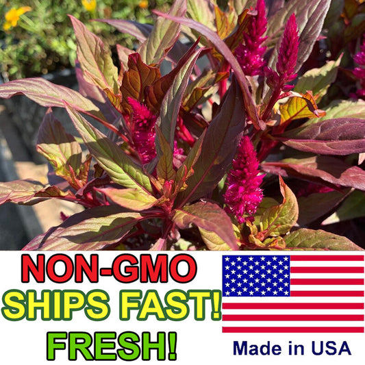 Amaranth Seeds | Non-Gmo Red Garnet Garden Seeds