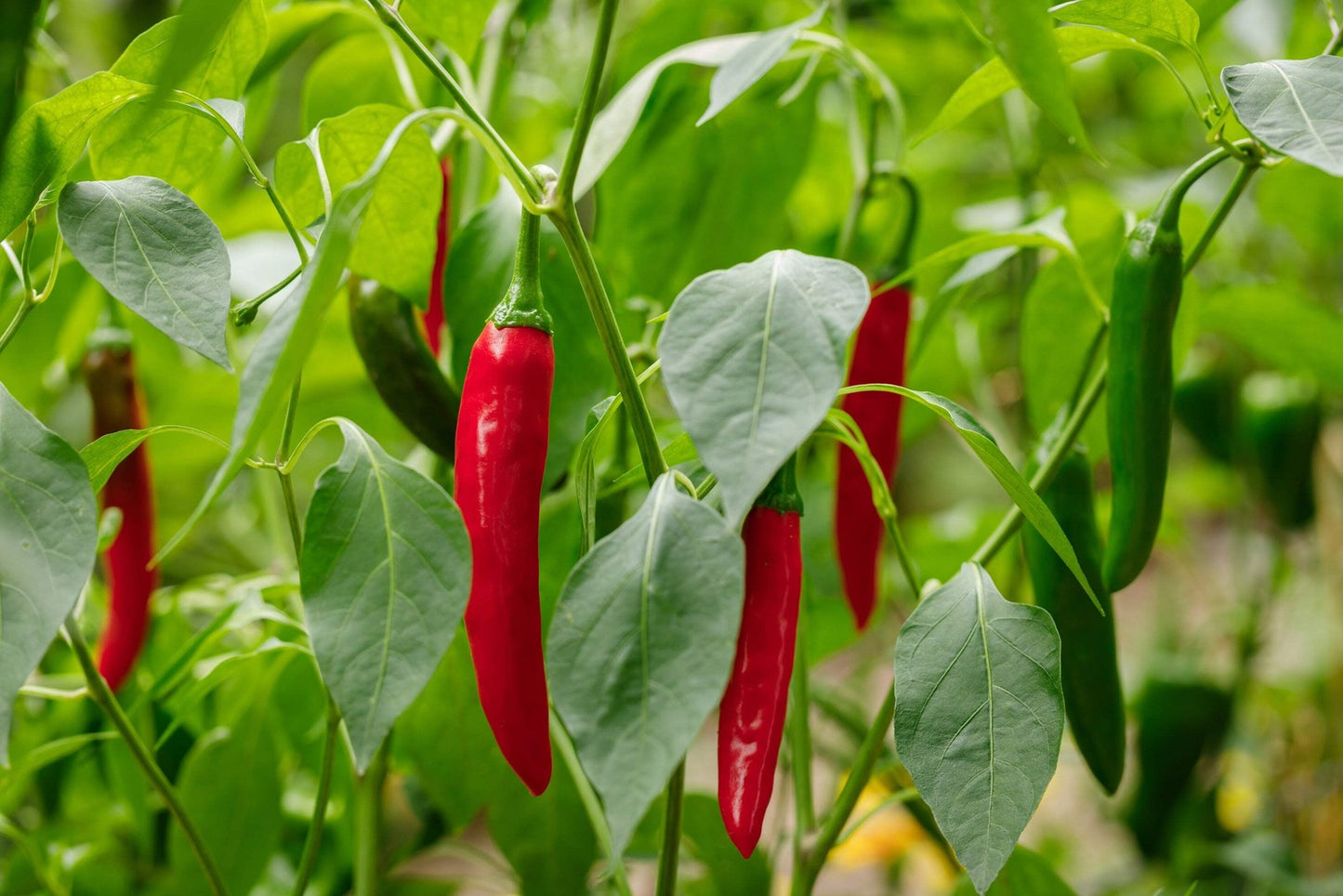 25 Organic KOREAN Dark GREEN PEPPER Lady Han Hot Chili Long Red Capsicum Seeds