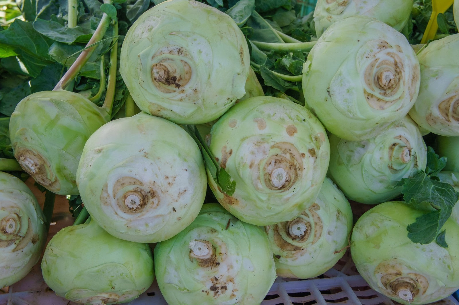 Giant White Kohlrabi Seeds | Heirloom | Non-Gmo | Fresh Garden Seeds